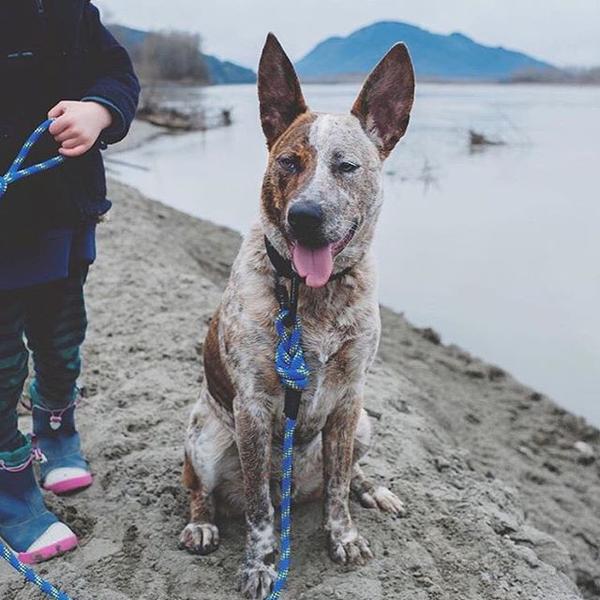 Wilderdog Big Carabiner 5ft Rope Leash - Vancouver, BC