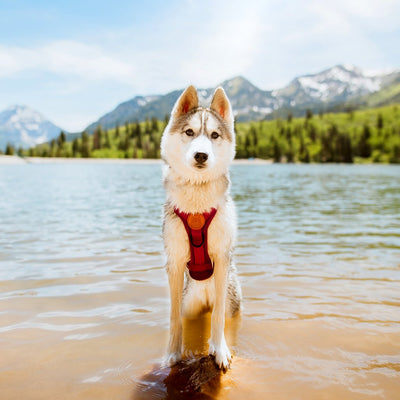 Wilderdog Harness