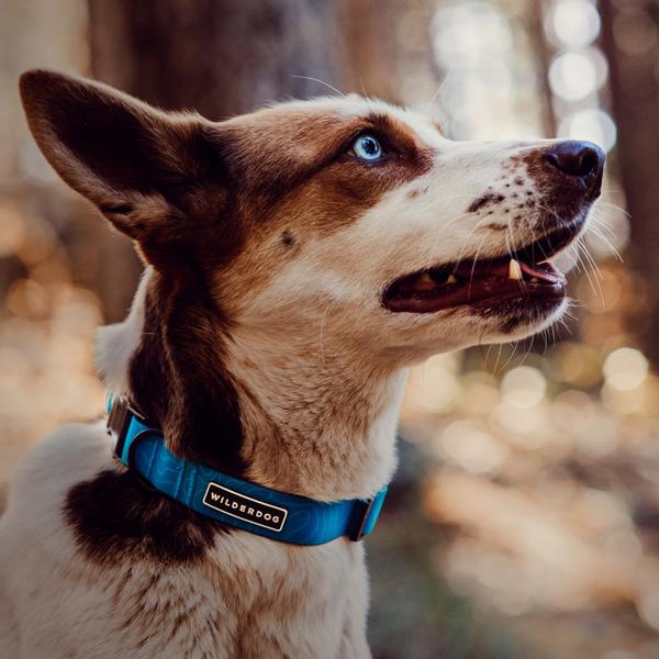 Wilderdog Waterproof Collar - Vancouver, BC CANADA