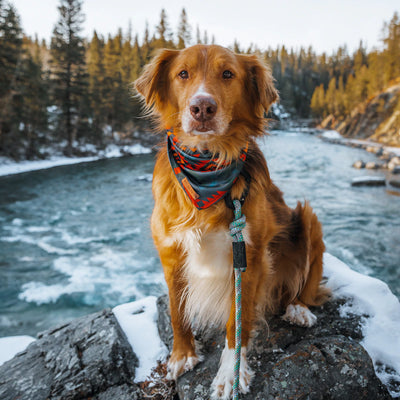 Wilderdog Bandana