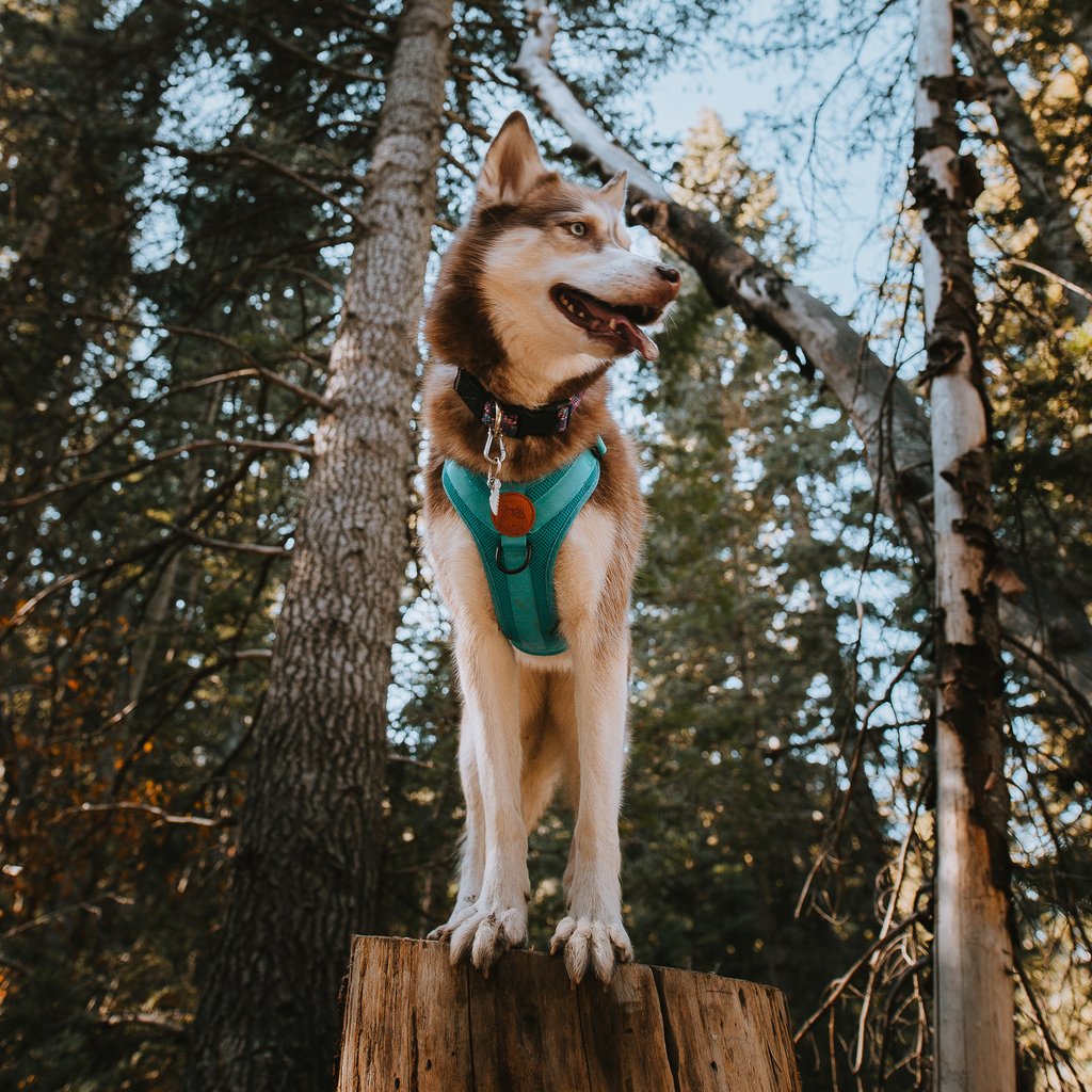 Wilderdog Harness