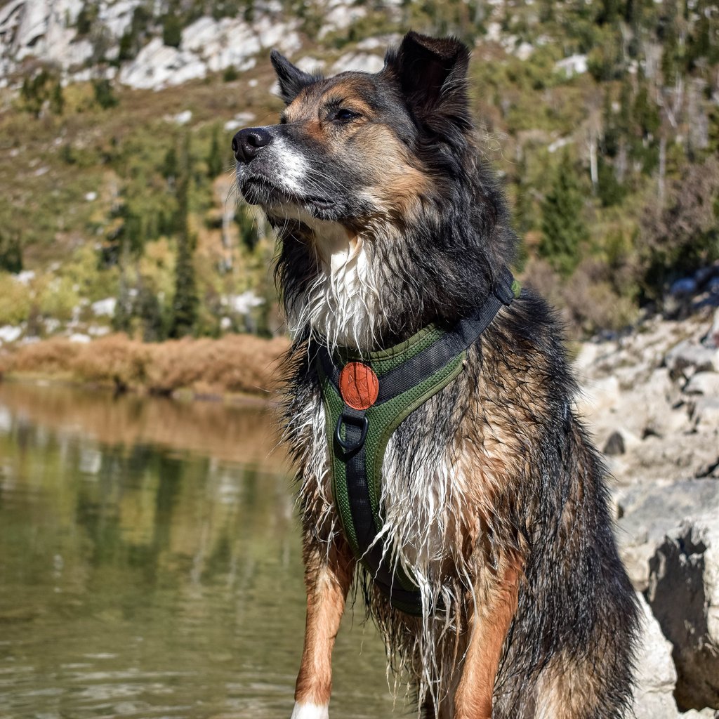 Wilderdog Harness